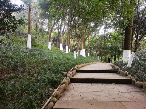 公園森林步道