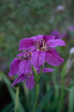 菖蒲花