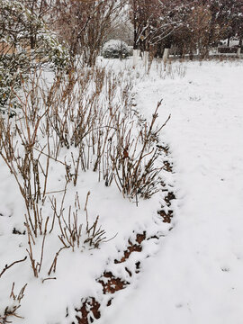 雪地