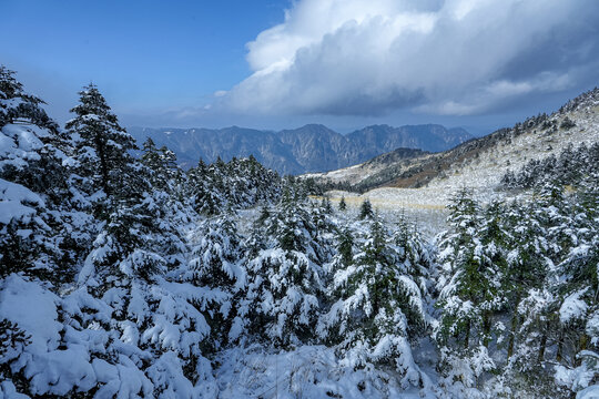 神农架雪松