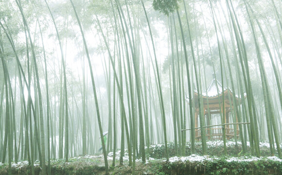 竹海雪景