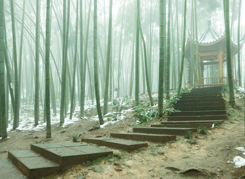 竹海雪景