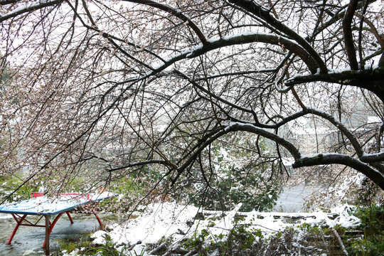 红梅雪景