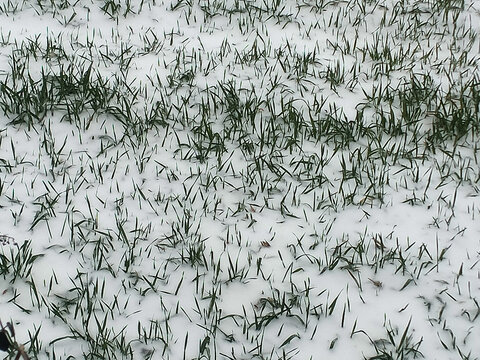 下雪的麦田