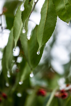 寒冬冻雨天枝叶上的冰挂