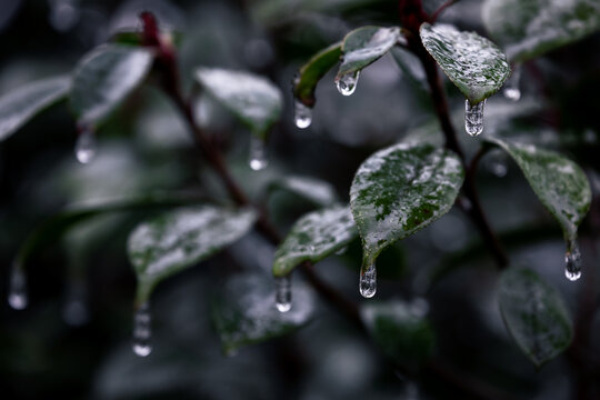 寒冬冻雨天枝叶上的冰挂