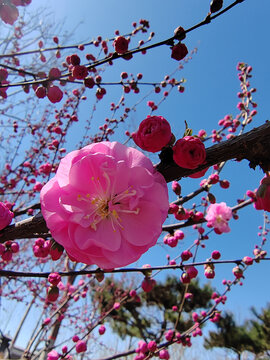 粉色重瓣榆叶梅花朵