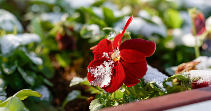 雪中三色堇