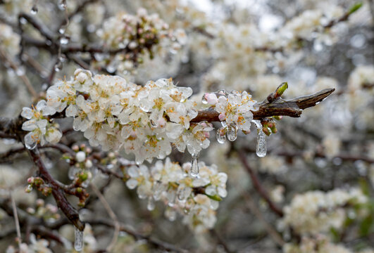 三华李李花