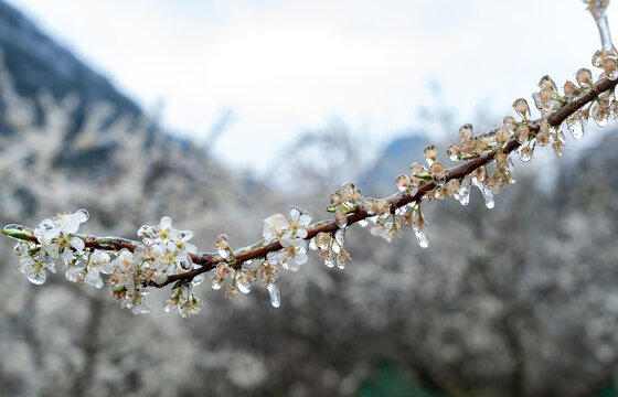 三华李李花