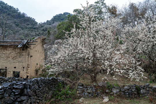 三华李李花