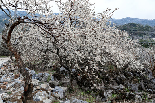 三华李李花