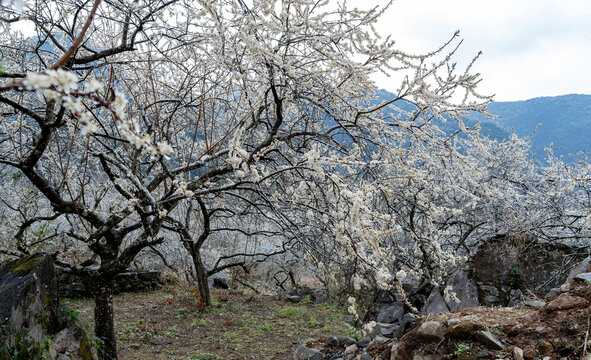 山华李李花