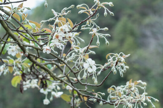 山楂花