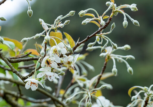 山楂花