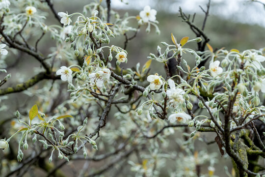 山楂花