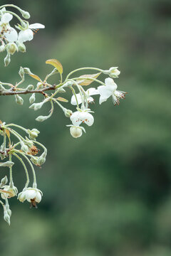 山楂花