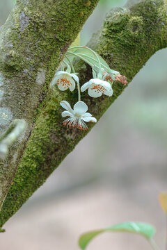 山楂花