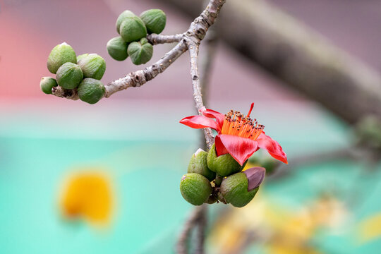 木棉花