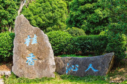 青秀山公园桂香沁人景观石