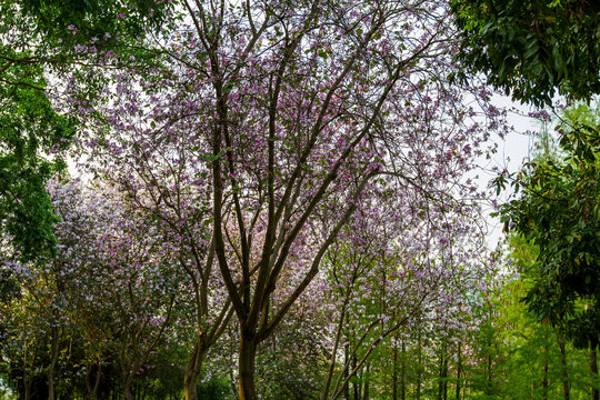 樱花树