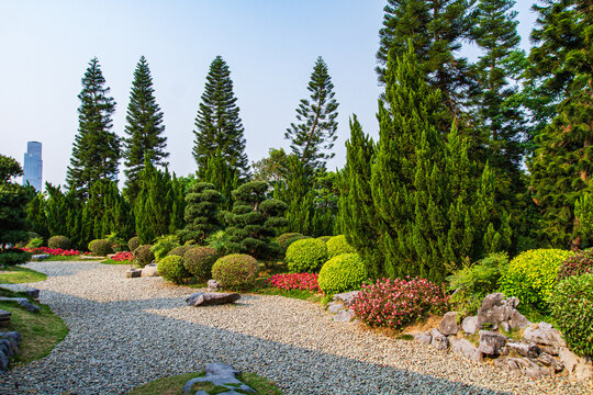 青秀山公园龙柏