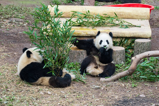 熊猫渝可和渝爱