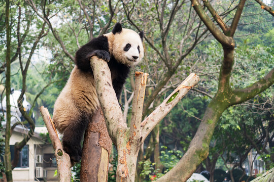 熊猫渝可和渝爱