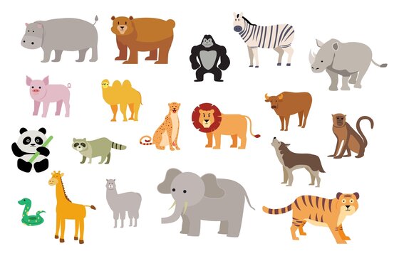 野生动物哺乳动物插画
