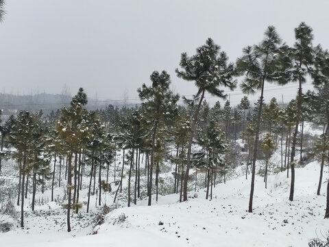 下雪松树林子