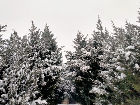 柏树下雪