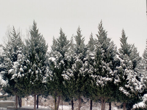 下雪柏树