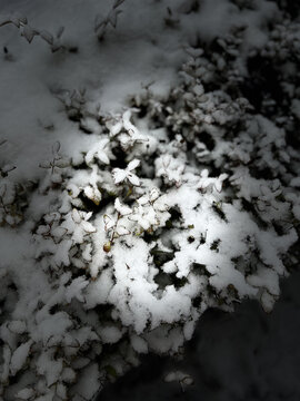 暴雪天气绿植上厚厚的积雪