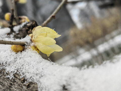 雪中蜡梅