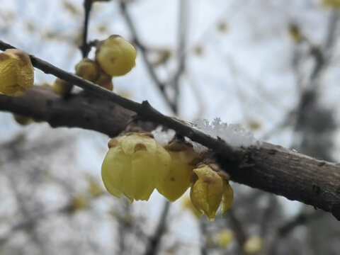 雪中蜡梅花