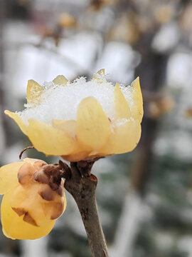 腊梅花傲雪