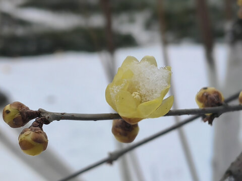 雪落梅花