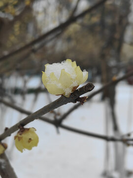 雪落蜡梅