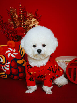 新年春节喜庆主题白色比熊犬
