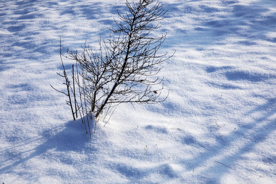 雪地小树光影