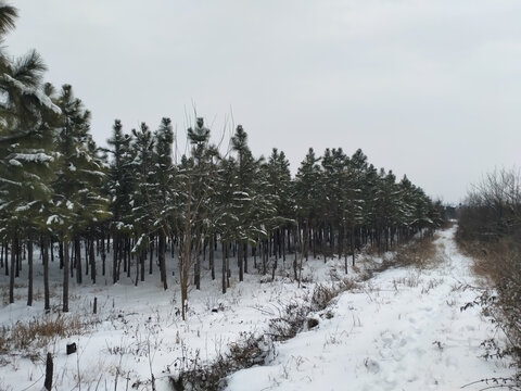 树林雪景