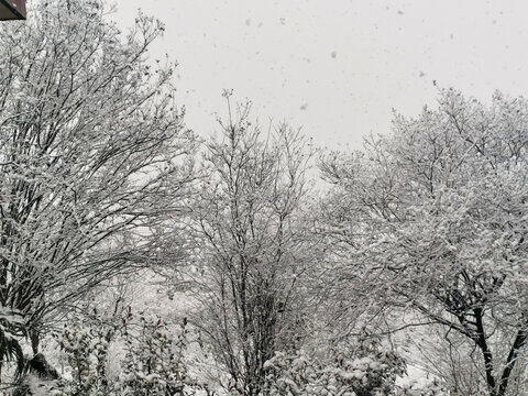 大雪银装素裹的世界