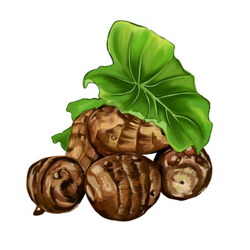 芋頭插畫