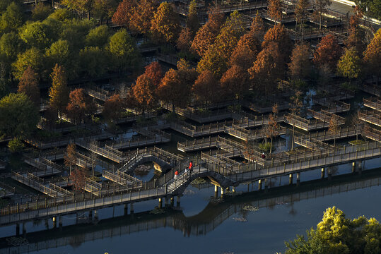 厦门五缘湾湿地公园落羽杉