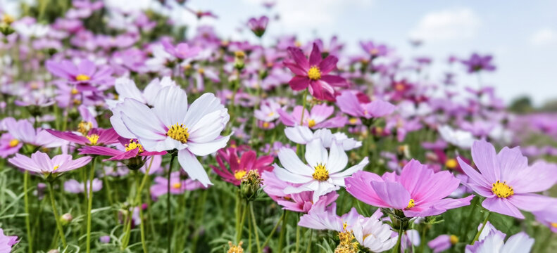 格桑花