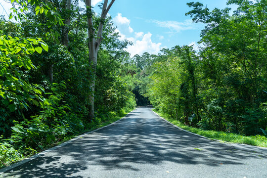 西双版纳中科院植物园里的道路