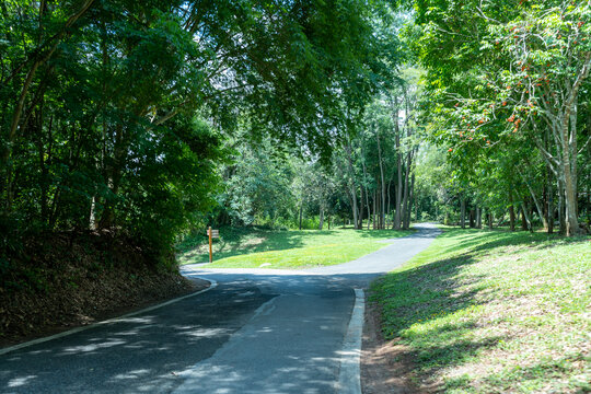 西双版纳中科院植物园里的道路