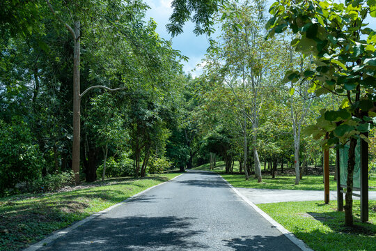 西双版纳中科院植物园里的道路