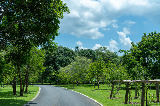 西双版纳中科院植物园里的道路