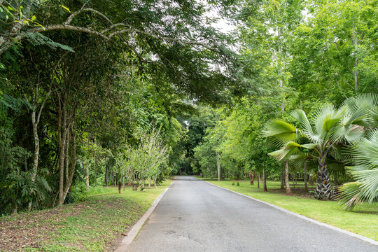 西双版纳中科院植物园里的道路